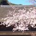 Thumbnail of 2011kouzannzi sakura3.jpg